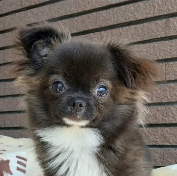 チワワ(ロング)【埼玉県・男の子・2023年10月7日・ブラック】の写真「毛色が成長と共に変化
明るくてフレンドリ―です」