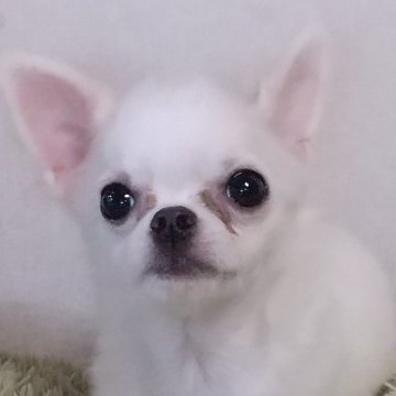 チワワ(ロング)【埼玉県・女の子・2024年6月20日・ホワイト&クリーム】の写真「良血統でとても可愛い仔です。」