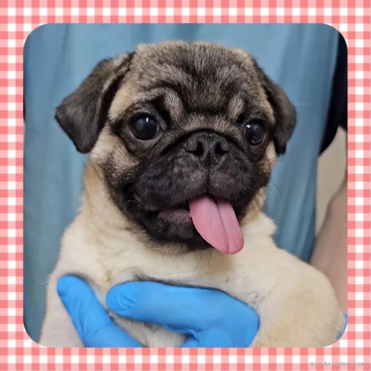 ID：2504-05886の子犬