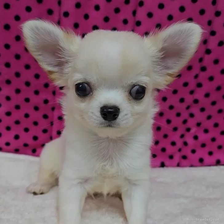 E.I 様のお迎えした子犬