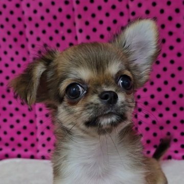 チワワ(ロング)【京都府・男の子・2025年7月10日・フォーン】の写真「日に日に男前になっていってます♪」