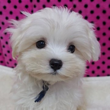 マルチーズ【京都府・男の子・2025年7月5日・ホワイト】の写真「元気でかわいい男の子です♪」