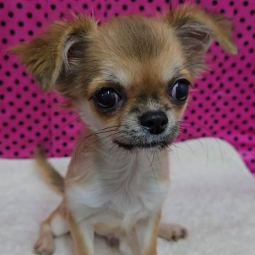 チワワ(ロング)【京都府・男の子・2025年7月10日・フォーン】の写真「ちっちゃなタイプで活発で元気いっぱい‼️」