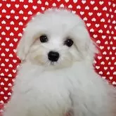 マルチーズ