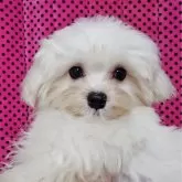 マルチーズ