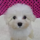 マルチーズ