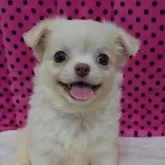 チワワ(ロング)