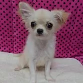 チワワ(ロング)
