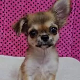 チワワ(ロング)