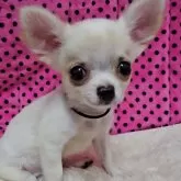 チワワ(ロング)