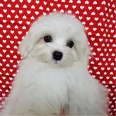 マルチーズ【京都府・男の子・2025年7月5日・ホワイト】の写真3