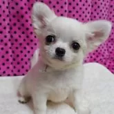 チワワ(ロング)【京都府・男の子・2025年9月1日・ホワイト&クリーム】の写真5