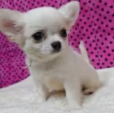 チワワ(ロング)【京都府・男の子・2025年9月1日・ホワイト&クリーム】の写真6