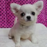 チワワ(ロング)【京都府・男の子・2025年9月1日・ホワイト&クリーム】の写真7