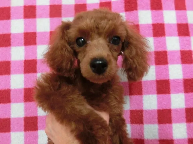ID:1402-00003の子犬