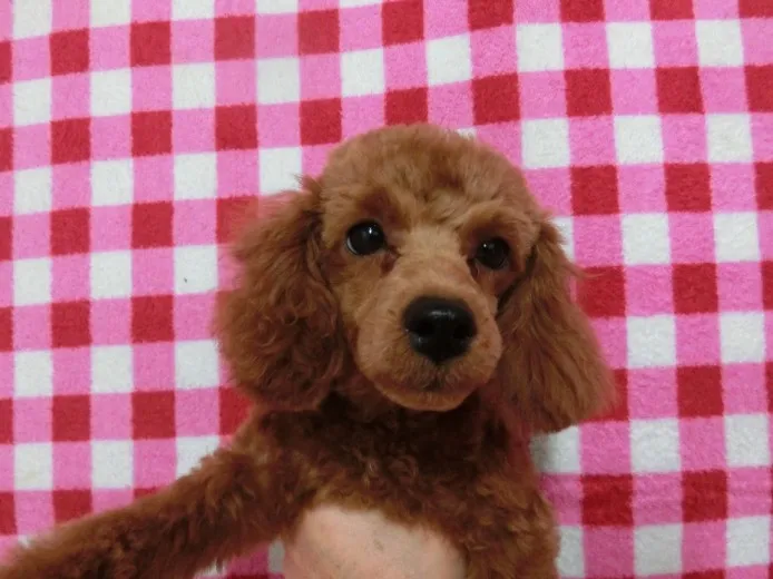 ID：1402-00002の子犬