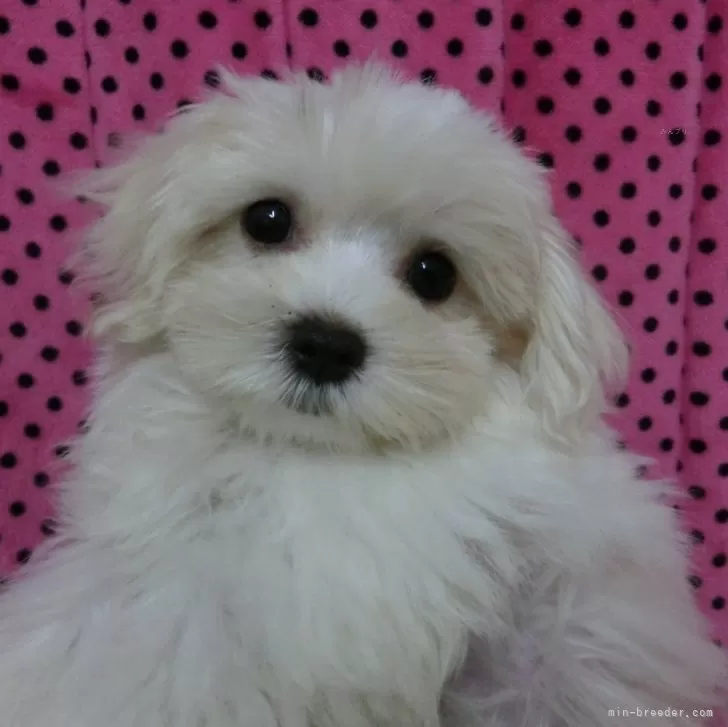 ID:2312-04362の子犬