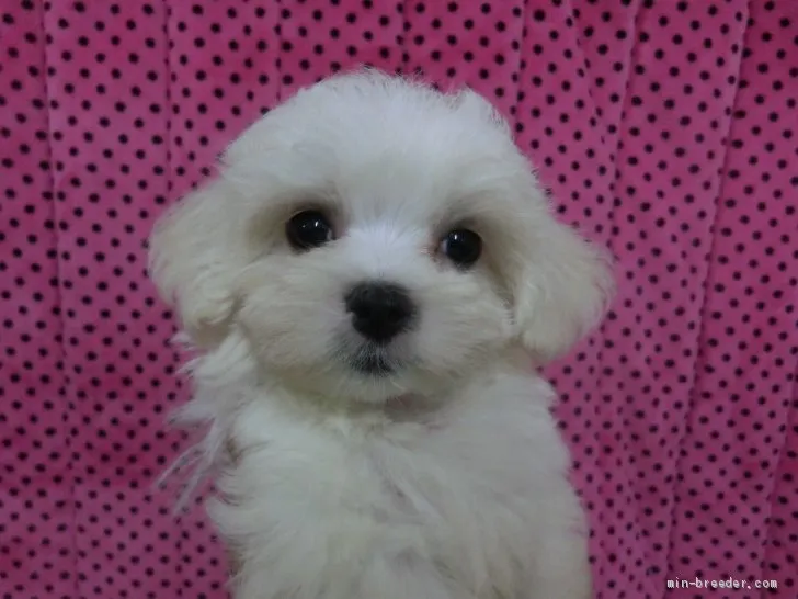 ID：1910-01712の子犬