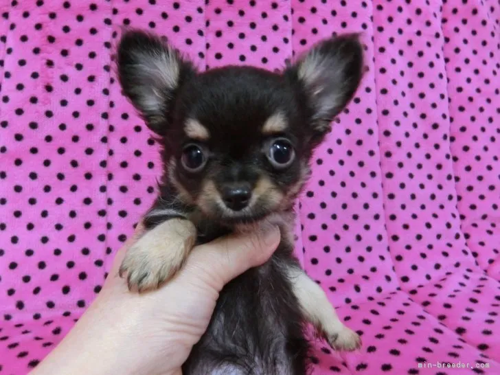 ID:1803-02125の子犬