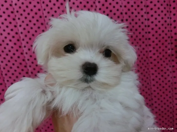 coco 様のお迎えした子犬