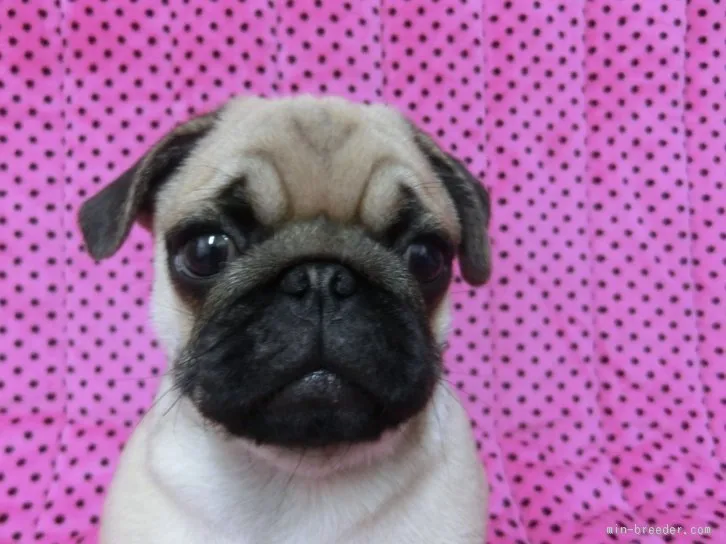 ゆのみママ 様のお迎えした子犬