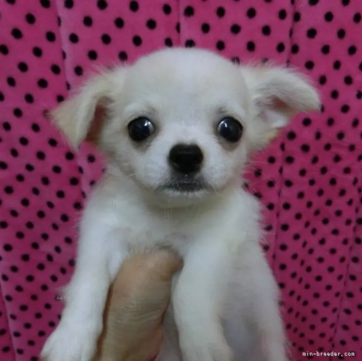 ID:2310-02963の子犬