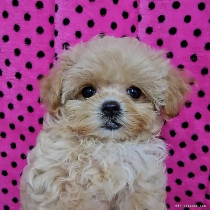 ID:2309-03846の子犬