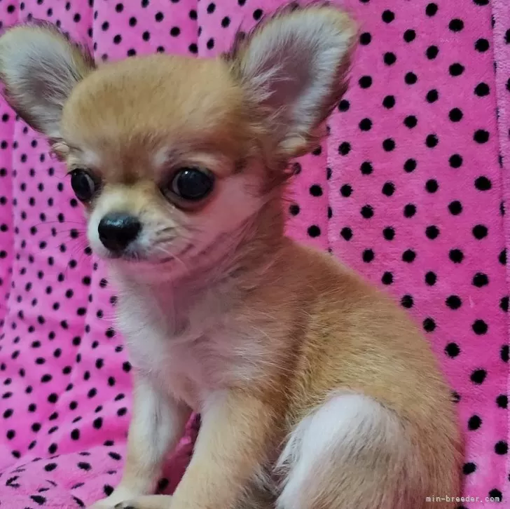 ID：2407-06014の子犬