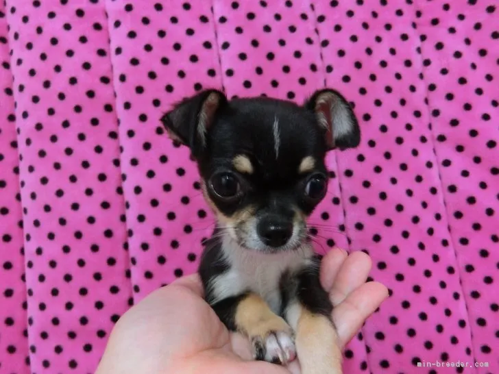 ID:1610-01919の子犬