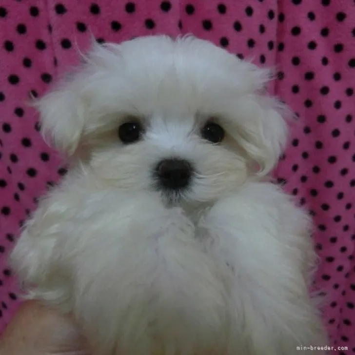 ID：2301-04480の子犬