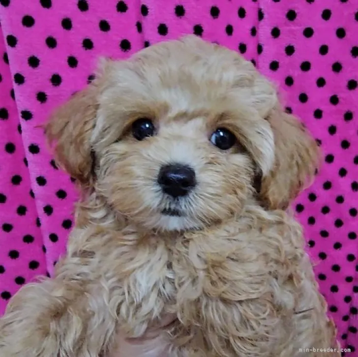 ID:2309-03845の子犬