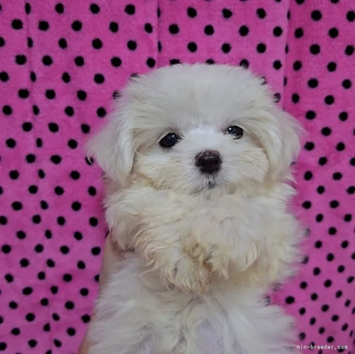 ID:2308-06030の子犬