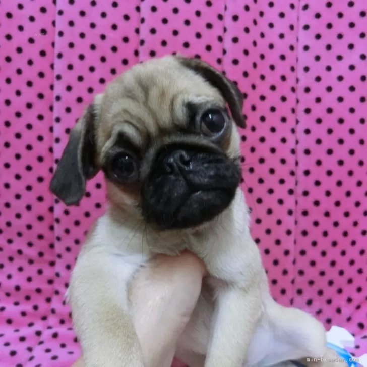 ID:2312-00344の子犬