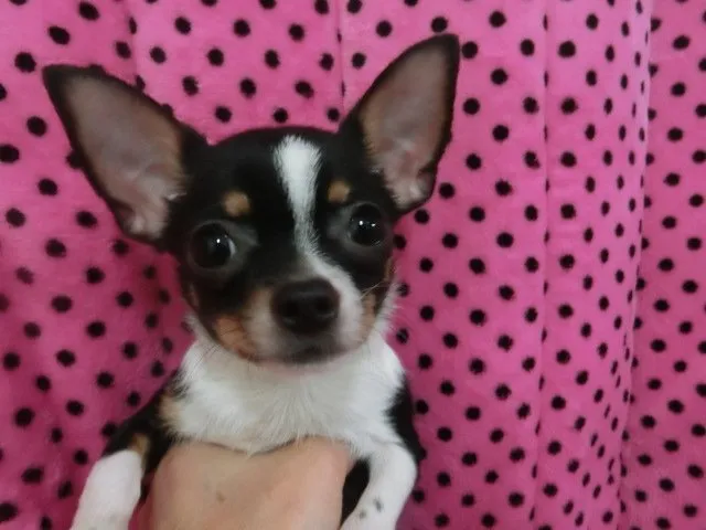 ID:1409-00378の子犬