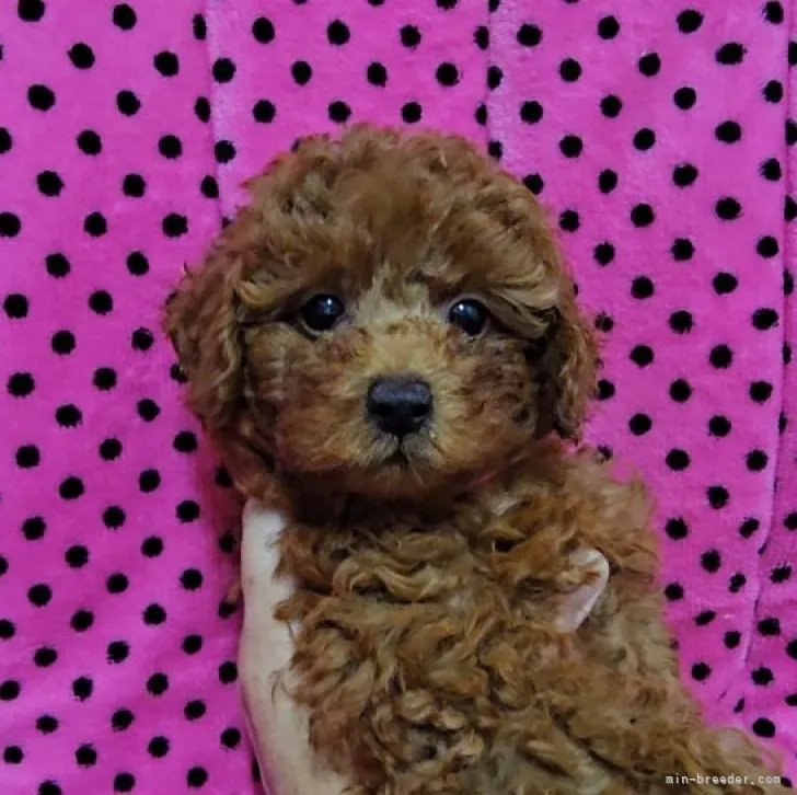 ID:2307-03751の子犬