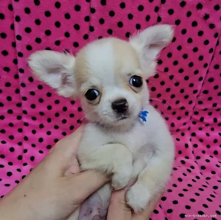 ID：2406-03343の子犬