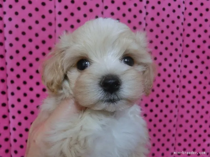 ID：1507-01380の子犬