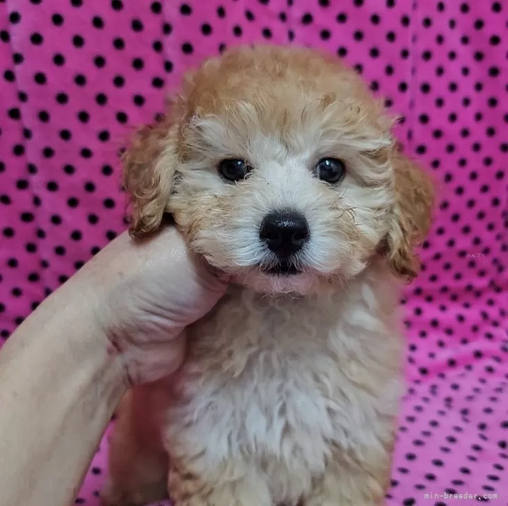 ID:2410-06921の子犬