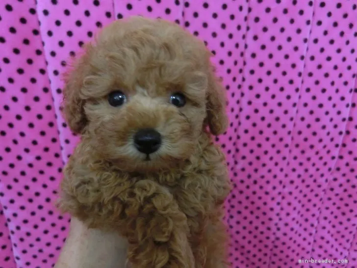 ID：1911-02116の子犬
