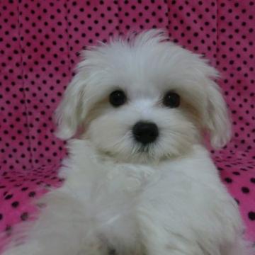 マルチーズ【京都府・男の子・2022年6月20日・ホワイト】の写真「可愛い男の子です♡」