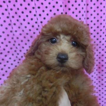 トイプードル(タイニー)【京都府・男の子・2022年4月22日・レッド】の写真「タイニーサイズです♡お迎えしやすい価格にしています」