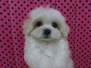 マルチーズ【京都府・男の子・2021年11月13日・ホワイト】の写真「可愛い男の子です♡」