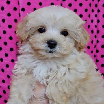 マルプー(マルチーズ×トイプードル)【京都府・男の子・2024年1月4日・クリーム】の写真「可愛い男の子です💞」