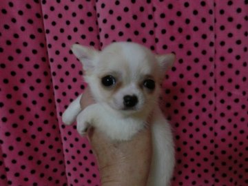 チワワ(ロング)【京都府・女の子・2022年2月22日・クリーム&ホワイト】の写真「可愛い女の子です♡」