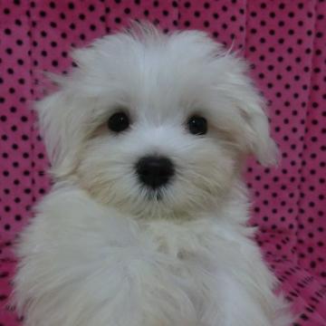 マルチーズ【京都府・男の子・2022年6月20日・ホワイト】の写真「可愛い男の子です♡」