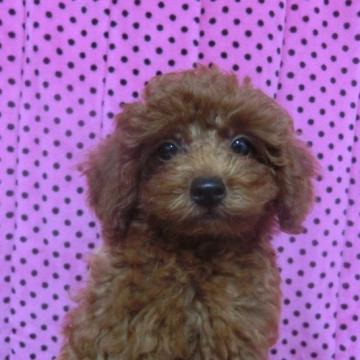 トイプードル(タイニー)【京都府・男の子・2022年4月22日・レッド】の写真「タイニーサイズです♡お迎えしやすい価格にしています」