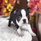 ボストンテリア【埼玉県・男の子・2025年9月17日・ボストンカラー】の写真4