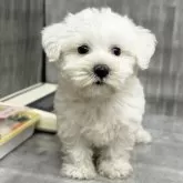 ミックス(マルチーズ×ミニチュアシュナウザー)【埼玉県・女の子・2025年3月25日・ホワイト】の写真4