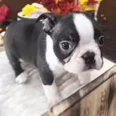 ボストンテリア【埼玉県・男の子・2025年9月17日・ボストンカラー】の写真6