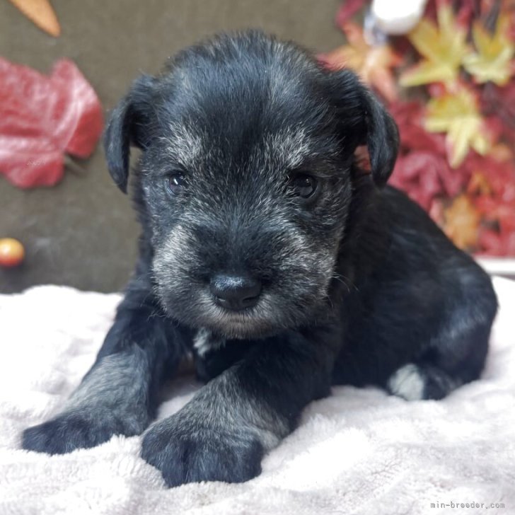 ブリーダー画像